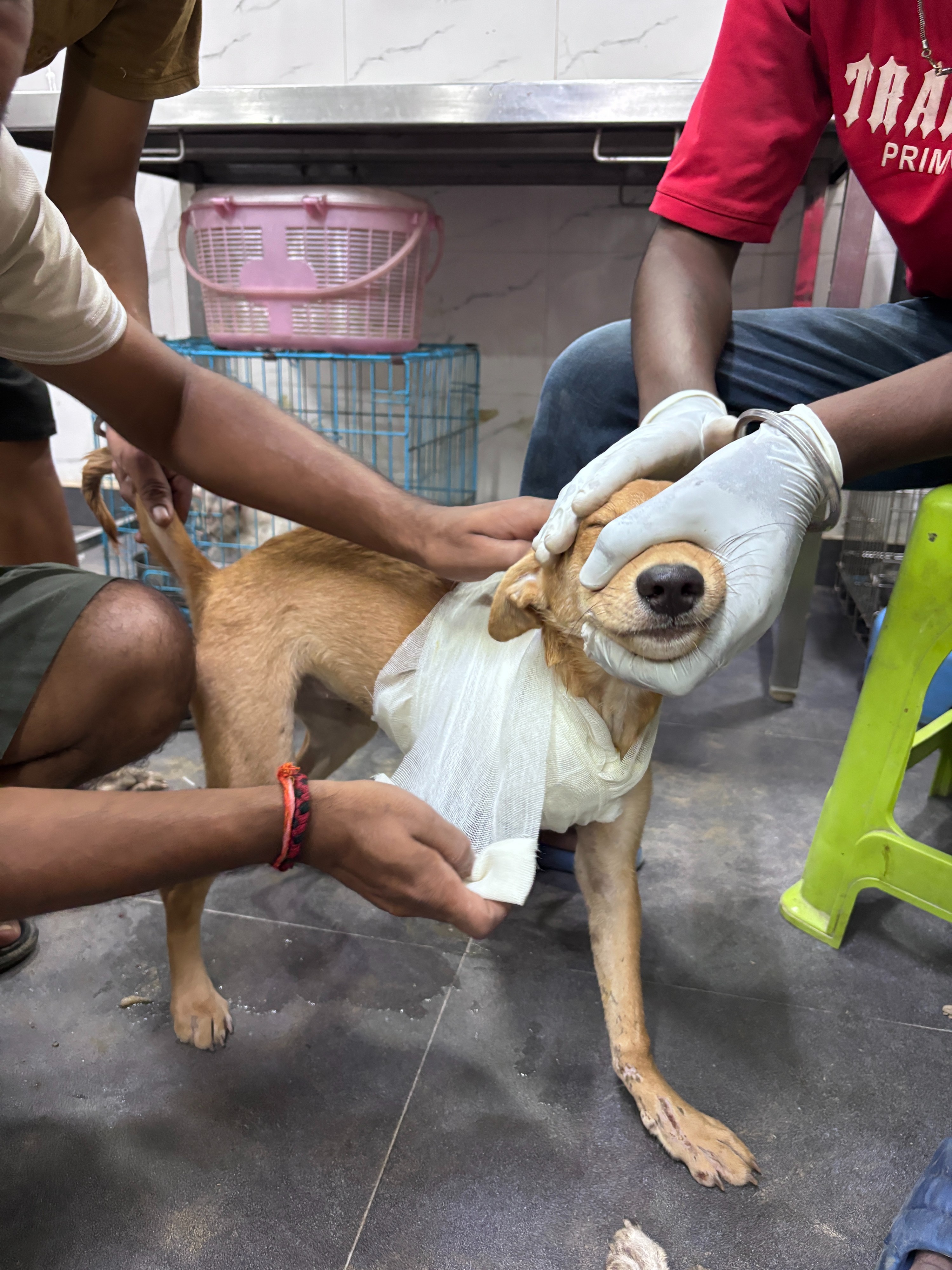 Bandage & Basic Care