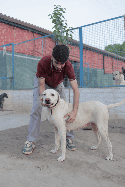 Rescued dog recovery and care