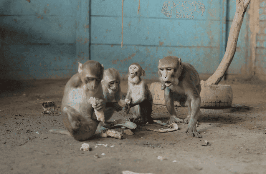 Animal sanctuary recovery center