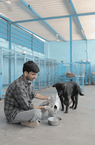 Rescued street animals receiving care