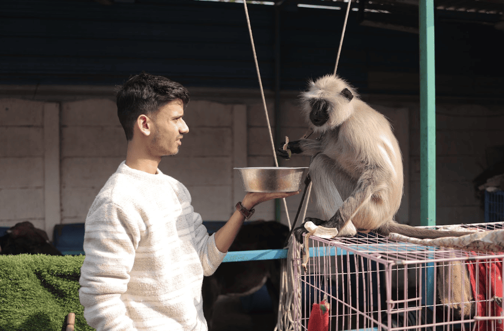 Nourishing feeds for resident dogs