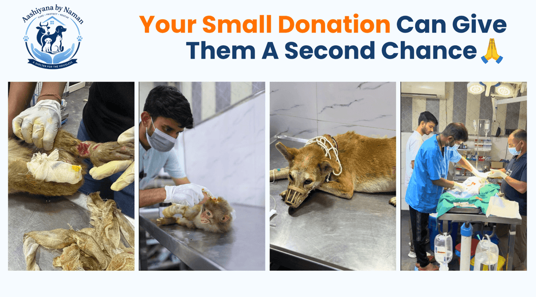 Street animal shelter treatment