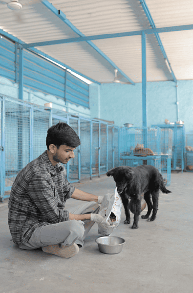 Rescued street animals receiving care
