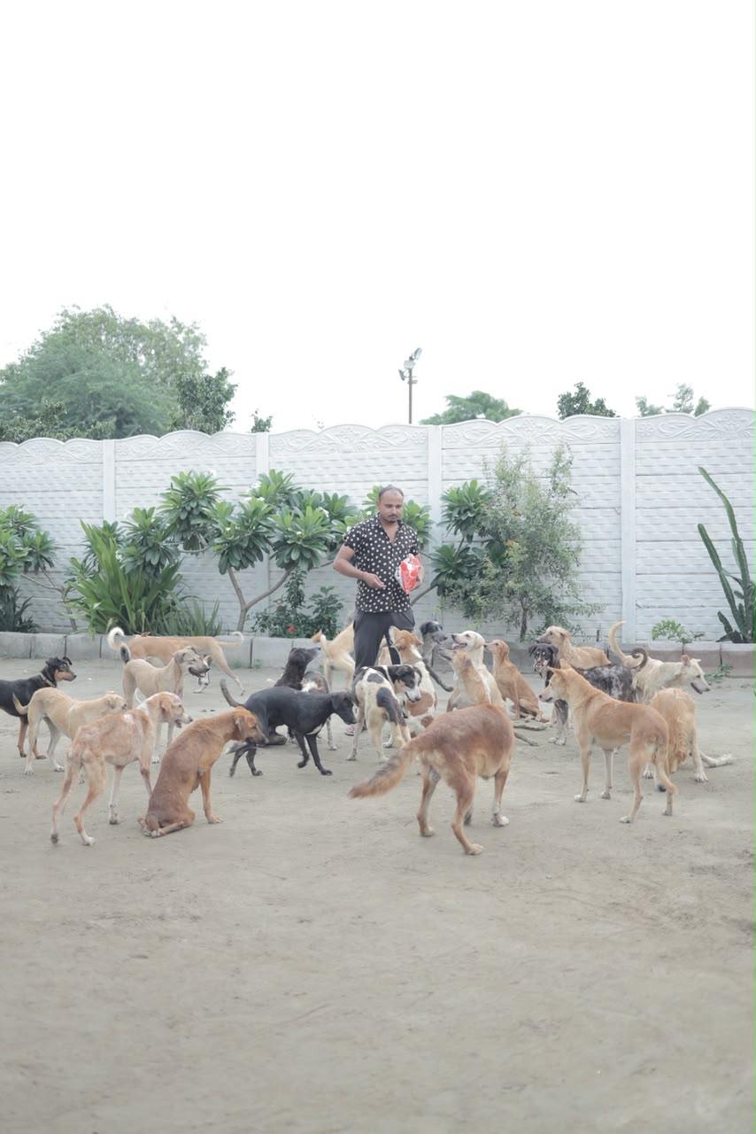 Animal rescue and care in shelter